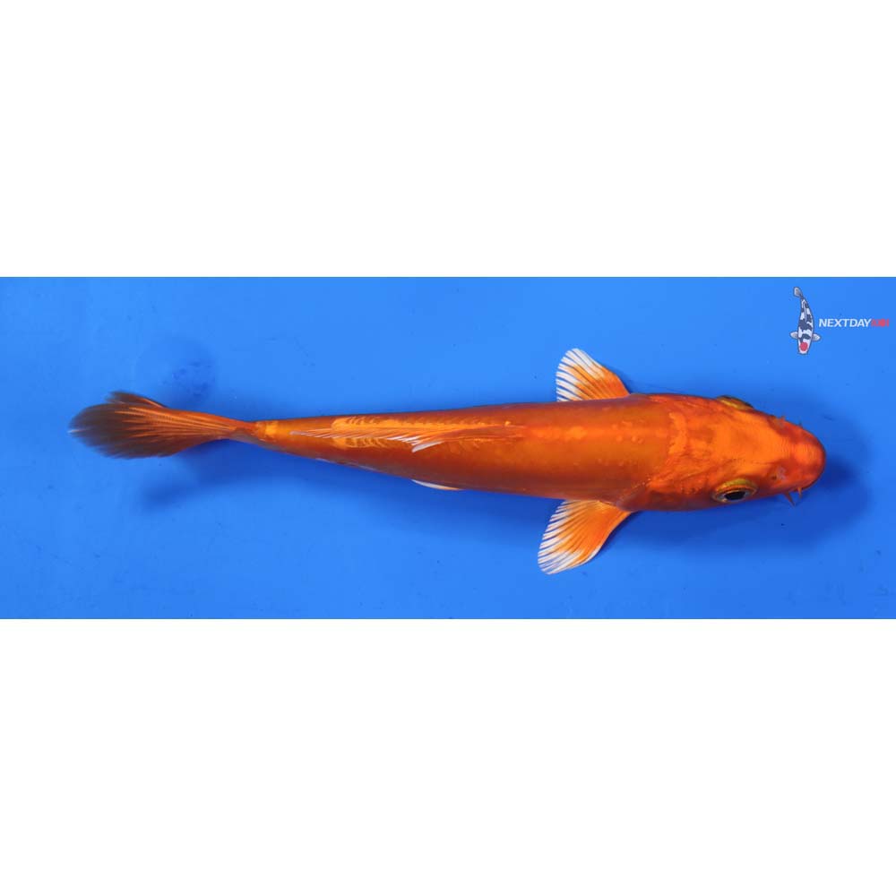 6” Imported Doitsu Orenji Ogon