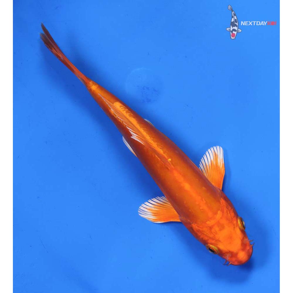 6” Imported Doitsu Orenji Ogon