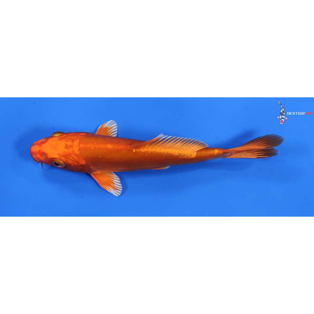 6” Imported Doitsu Orenji Ogon