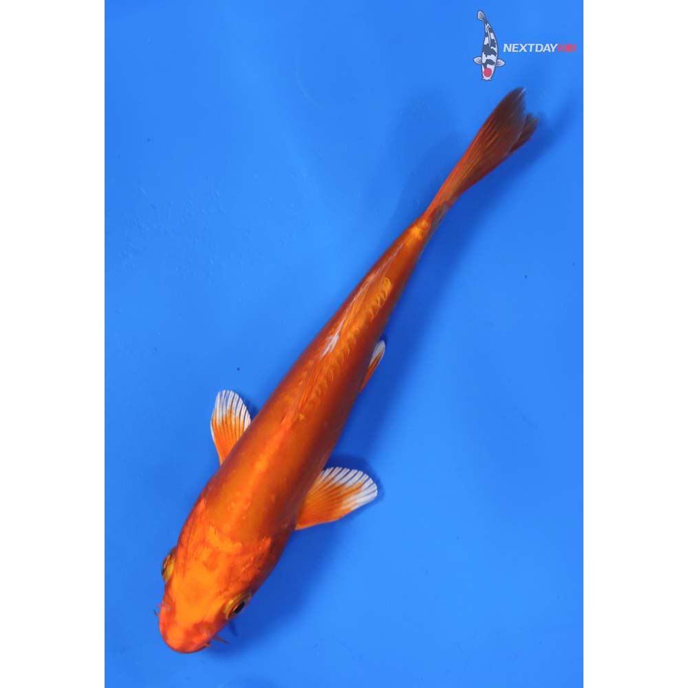 6” Imported Doitsu Orenji Ogon