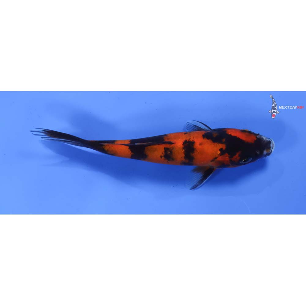 6.5” Imported Hi Utsuri