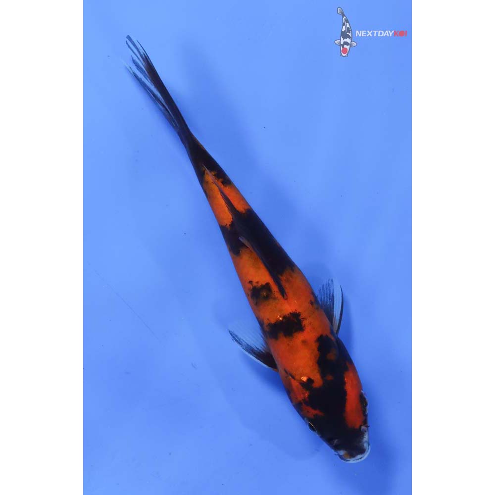 6.5” Imported Hi Utsuri