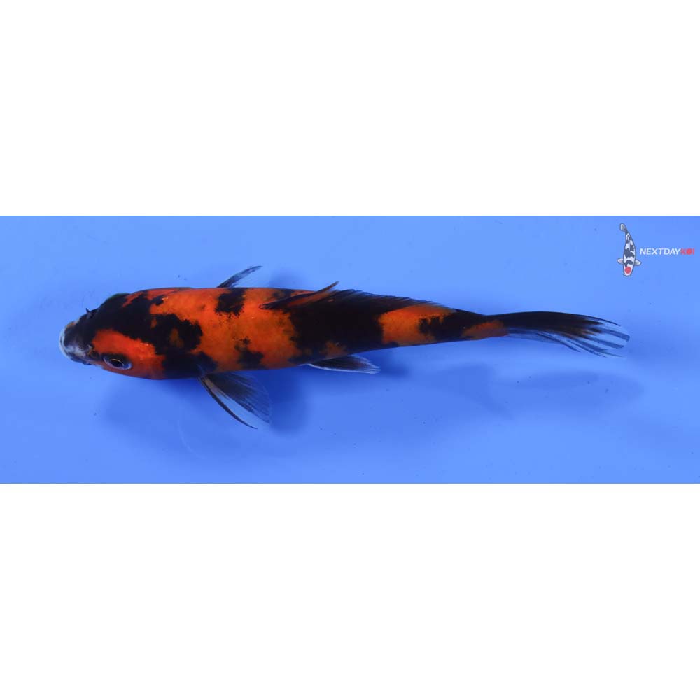 6.5” Imported Hi Utsuri