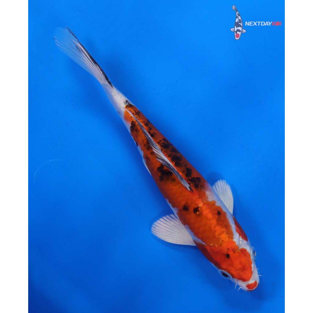 7.5” Imported Yamato Nishiki