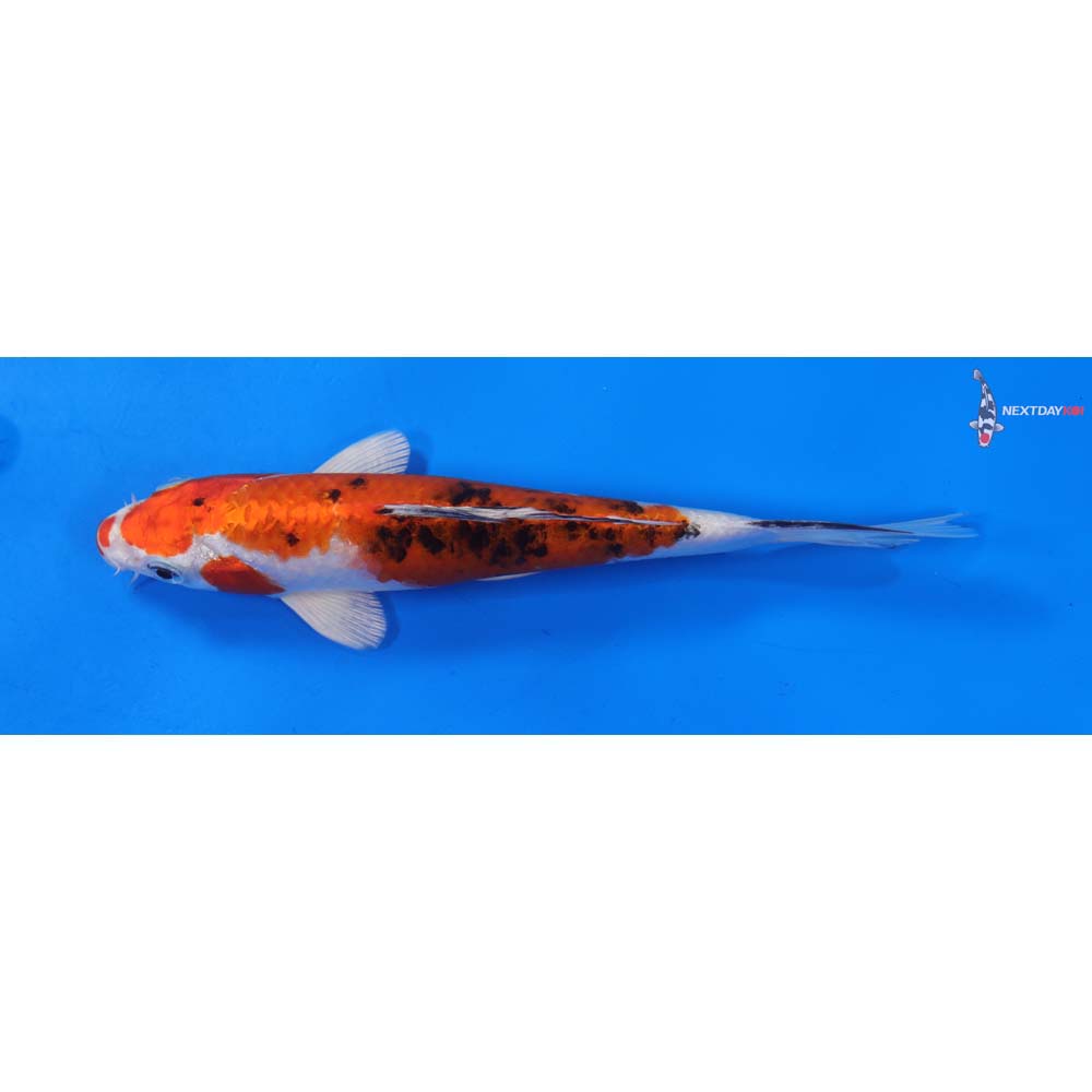 7.5” Imported Yamato Nishiki