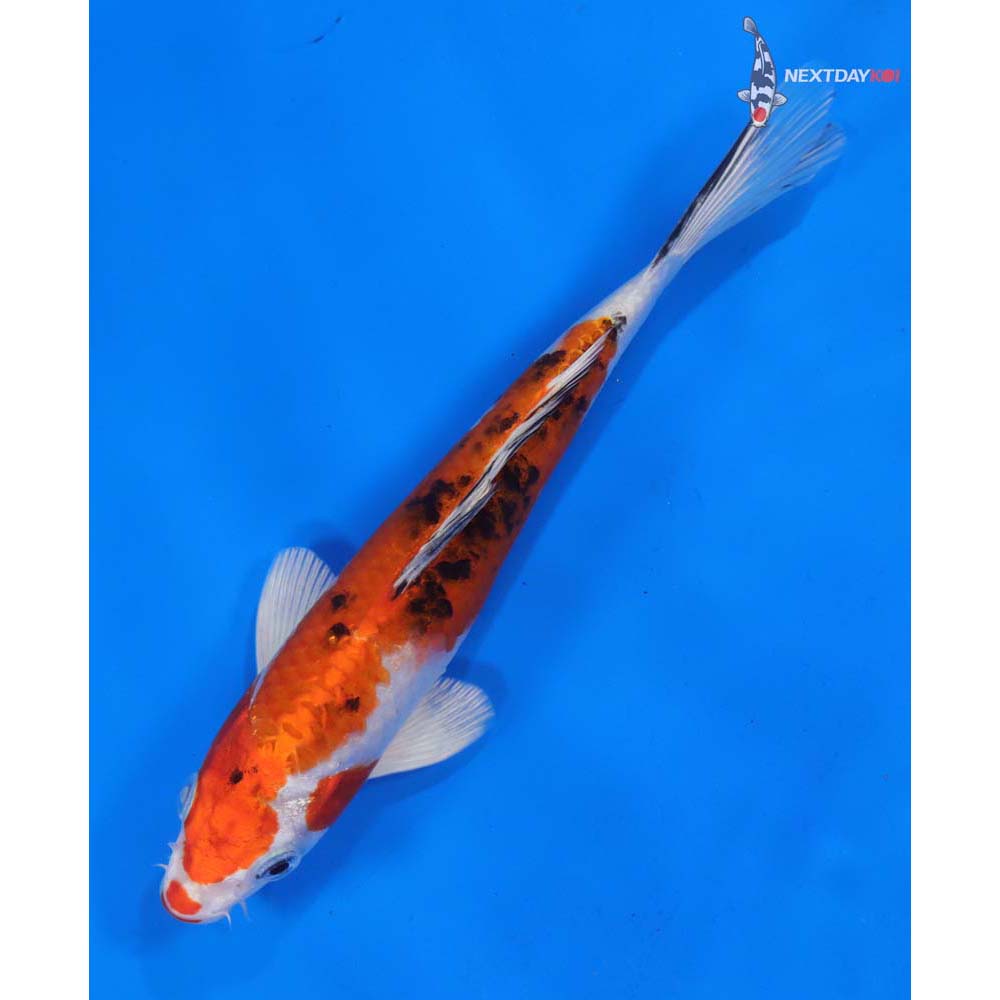 7.5” Imported Yamato Nishiki