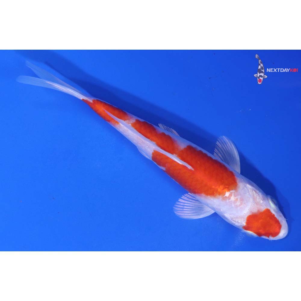 6” Imported Hariwake