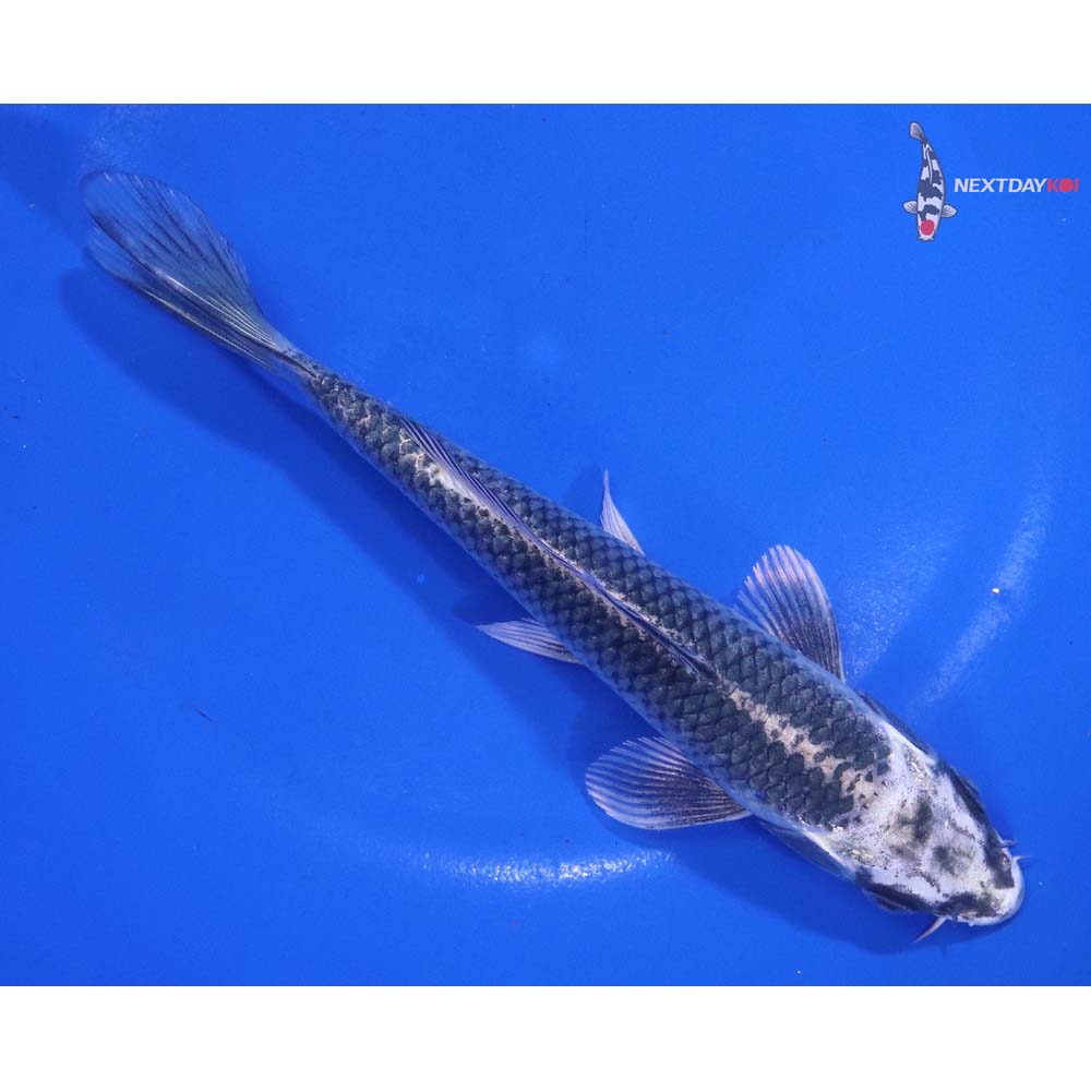 6.5” Imported Gin Matsuba