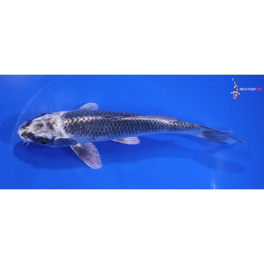 6.5” Imported Gin Matsuba