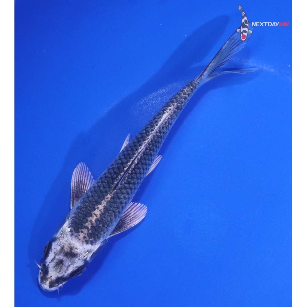 6.5” Imported Gin Matsuba