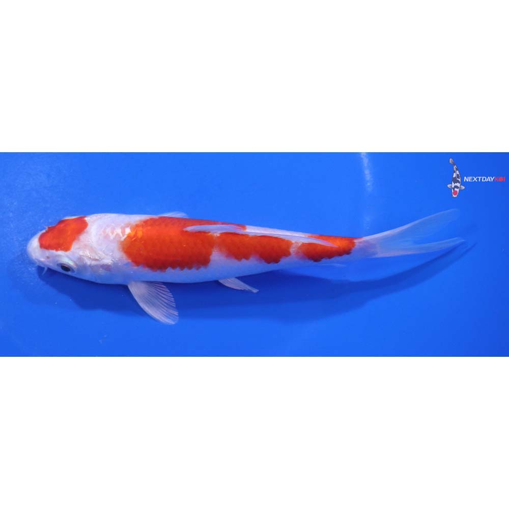 6” Imported Hariwake