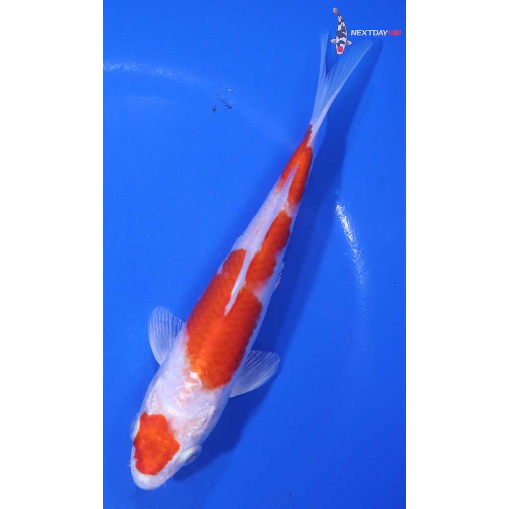 6” Imported Hariwake