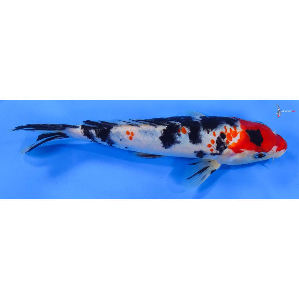 9” Imported Sanke