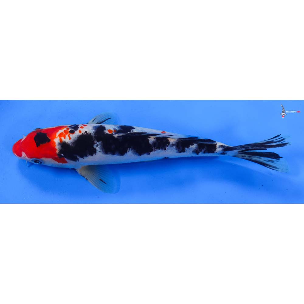 9” Imported Sanke