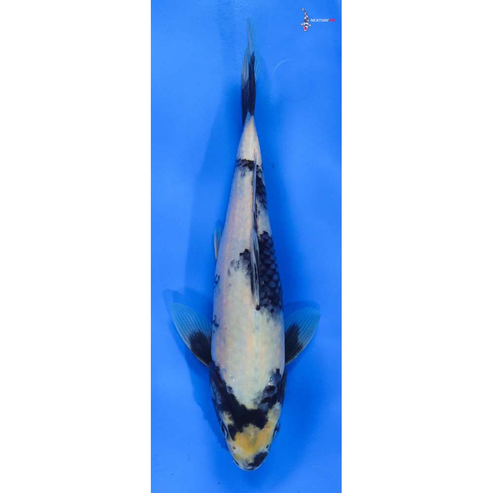 9.5” Imported Shiro Utsuri
