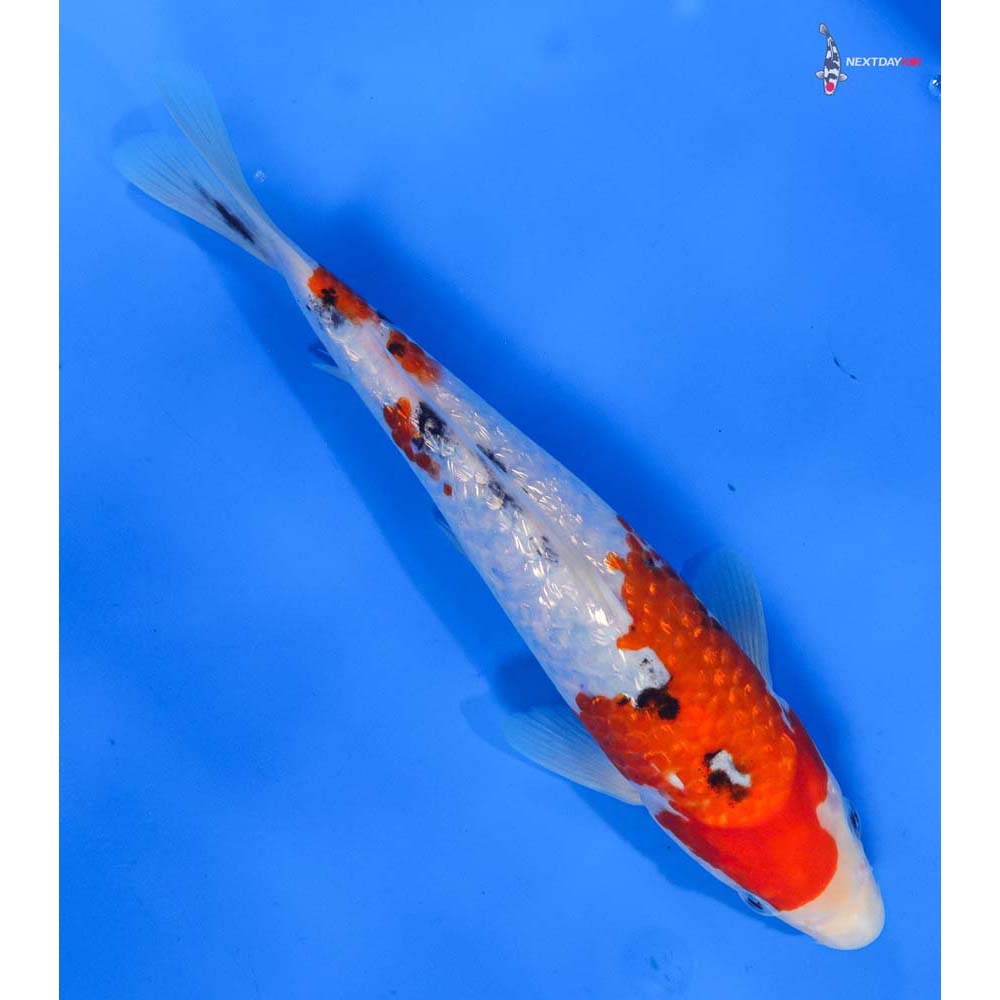 10” Imported Gin Rin Sanke