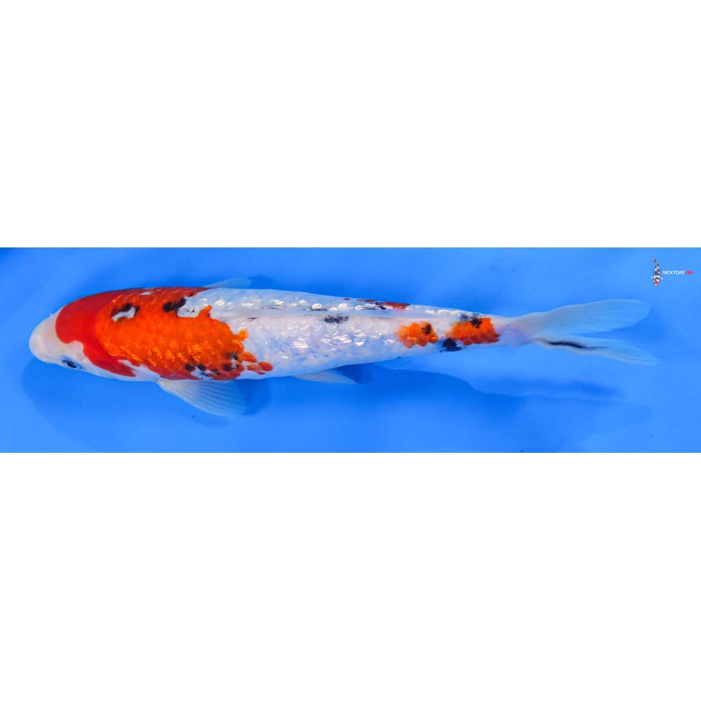 10” Imported Gin Rin Sanke