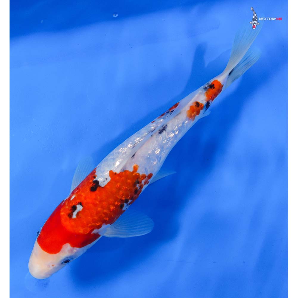 10” Imported Gin Rin Sanke