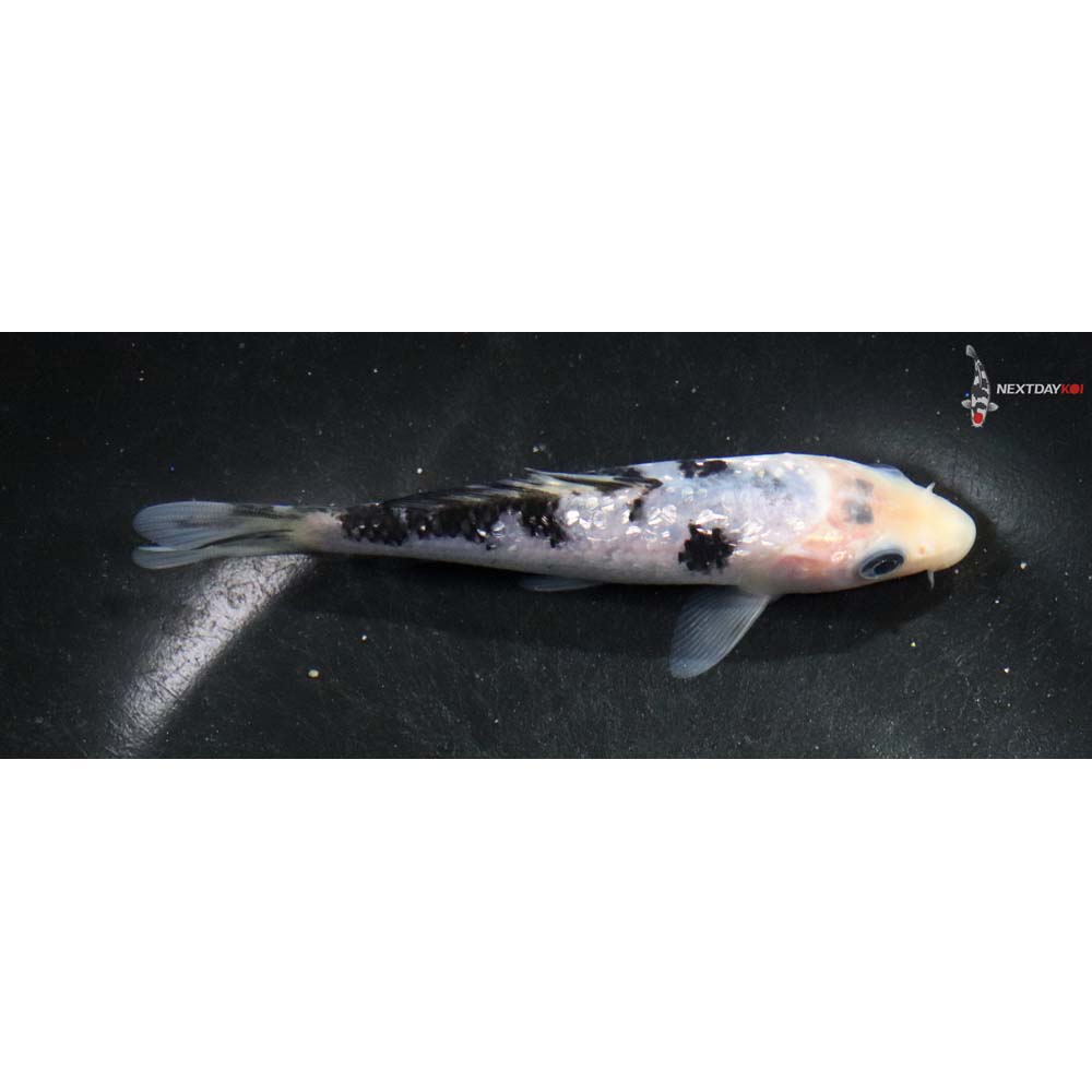 5” Imported Gin Rin Shiro Bekko