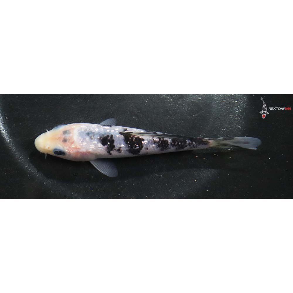 5” Imported Gin Rin Shiro Bekko