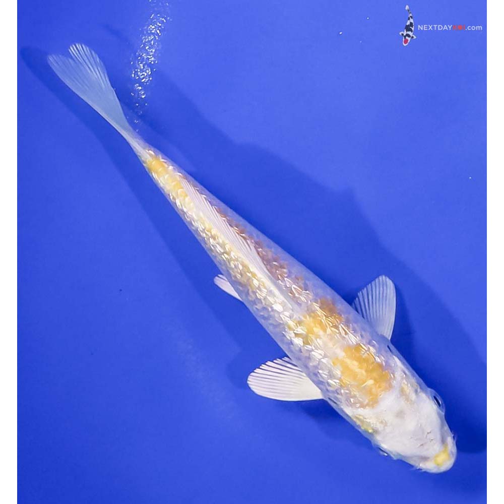 5” Imported Gin Rin Lemon Hariwake