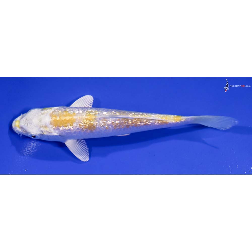 5” Imported Gin Rin Lemon Hariwake
