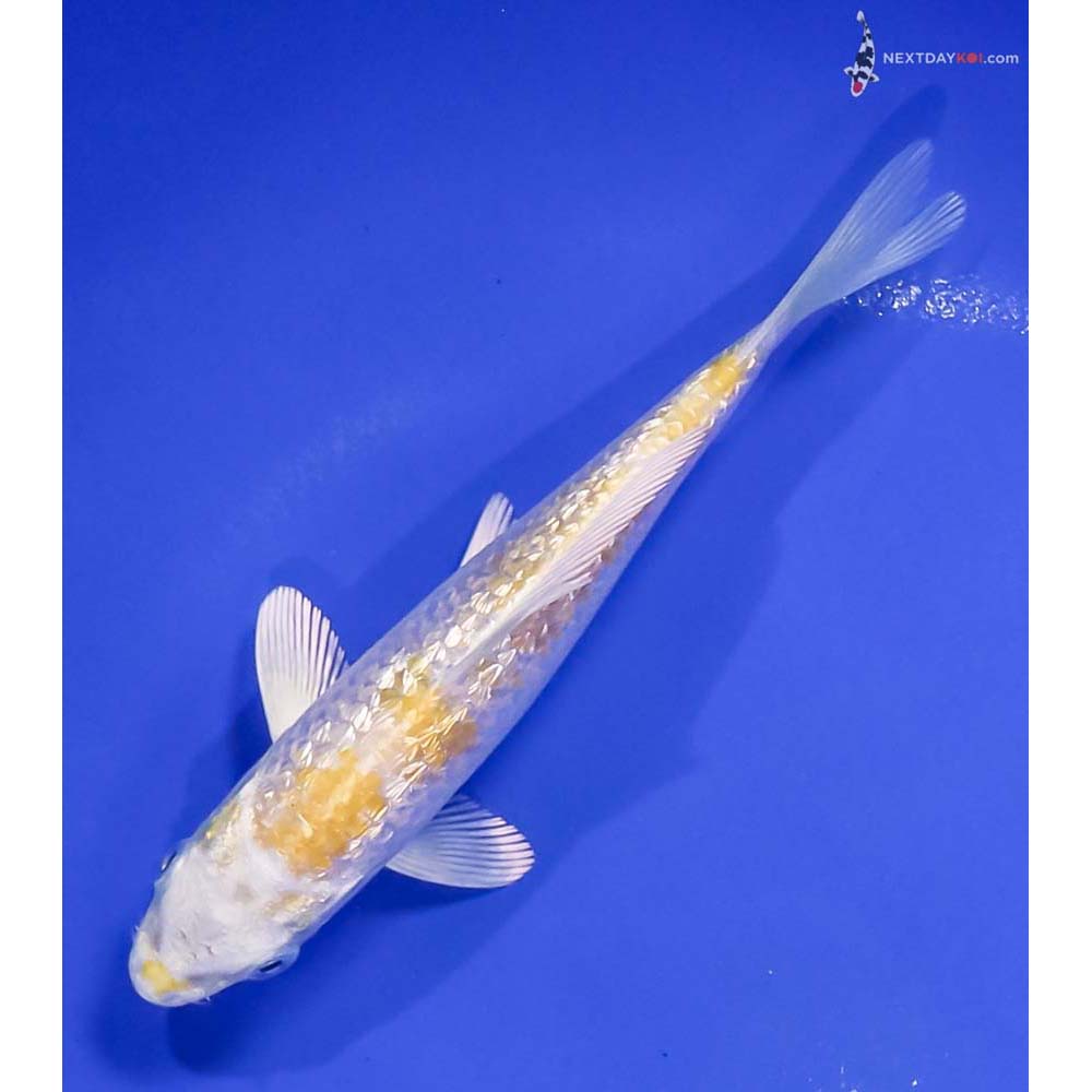 5” Imported Gin Rin Lemon Hariwake