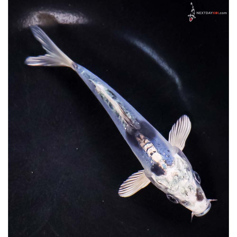 5.5” Imported Doitsu Blue Gin Shiro Bekko