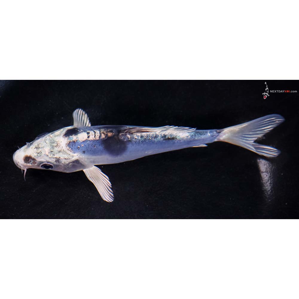 5.5” Imported Doitsu Blue Gin Shiro Bekko