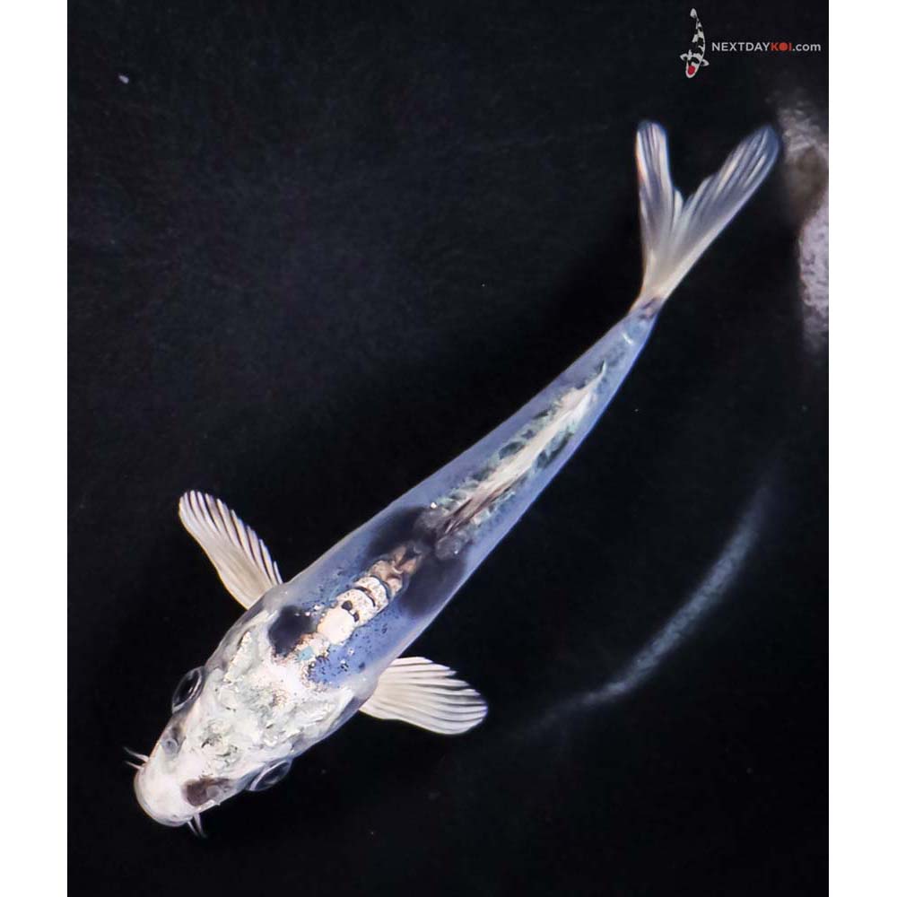5.5” Imported Doitsu Blue Gin Shiro Bekko