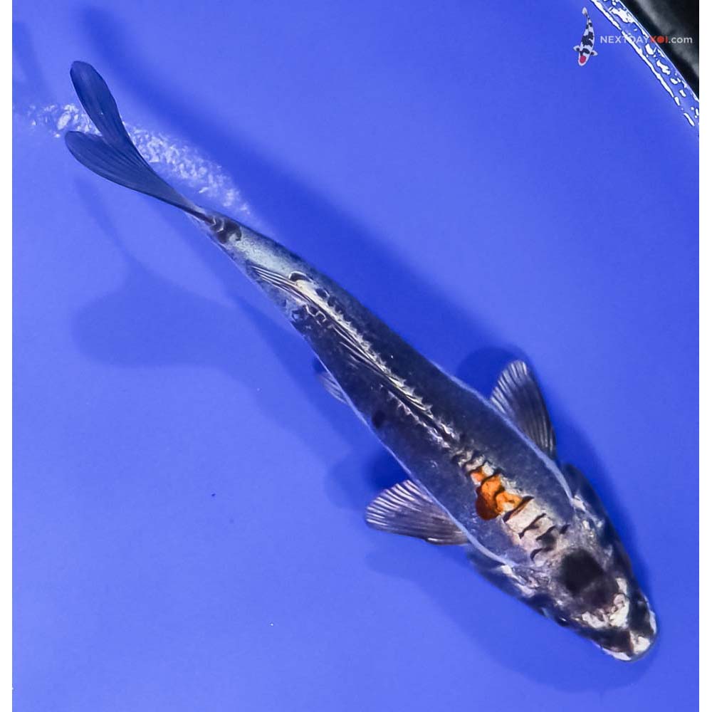 5.5” Imported Kin Kikokuryu