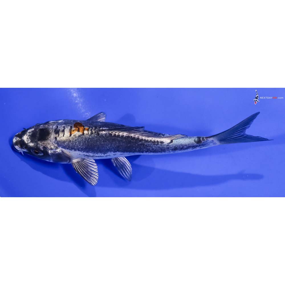 5.5” Imported Kin Kikokuryu