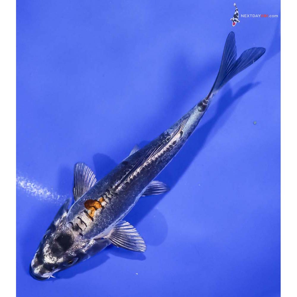 5.5” Imported Kin Kikokuryu