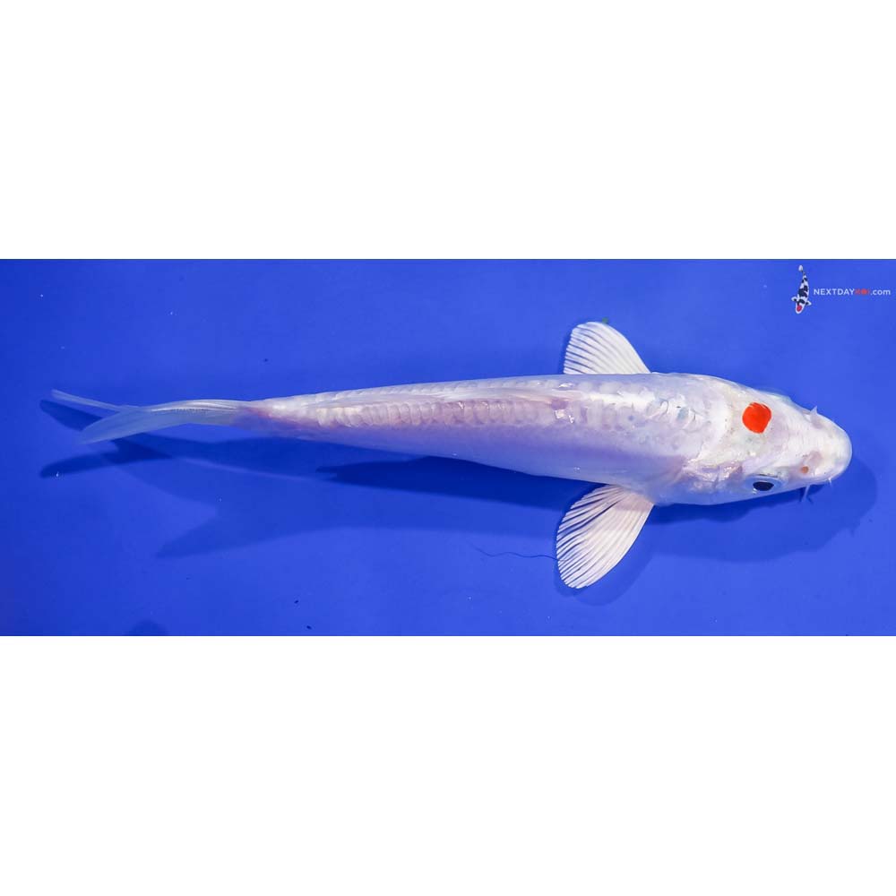 6” Imported Kikusui
