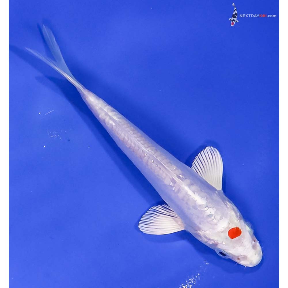 6” Imported Kikusui