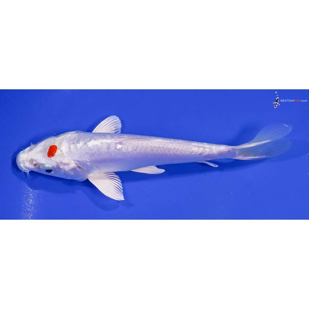 6” Imported Kikusui