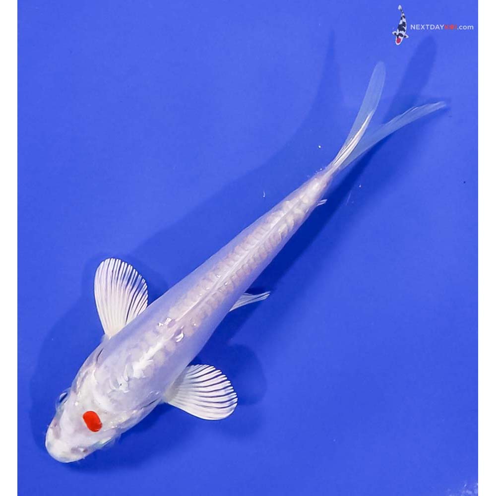 6” Imported Kikusui