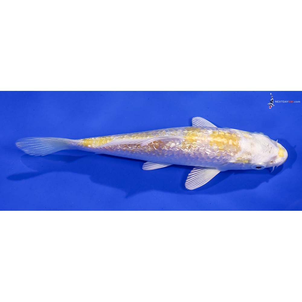 5” Imported Gin Rin Lemon Hariwake