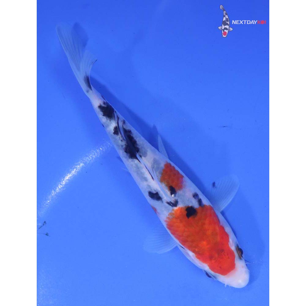 5” Imported Sanke