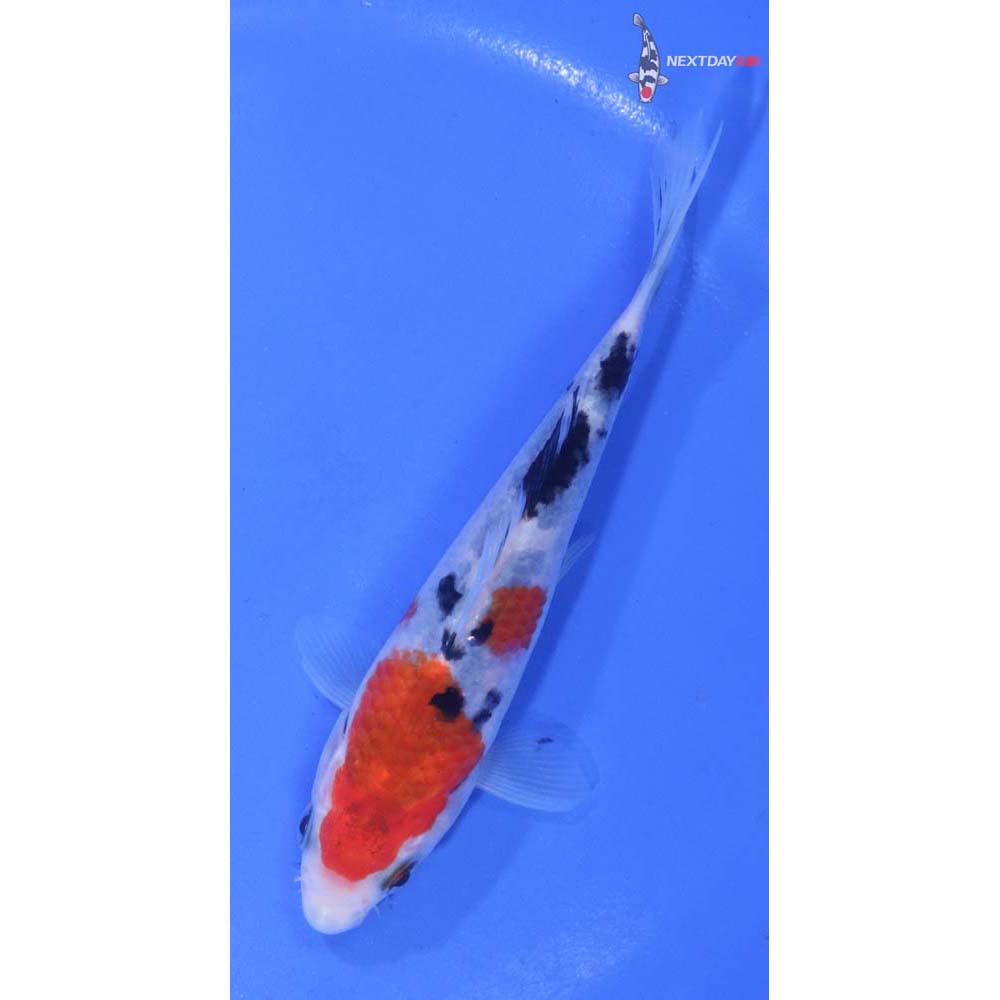 5” Imported Sanke