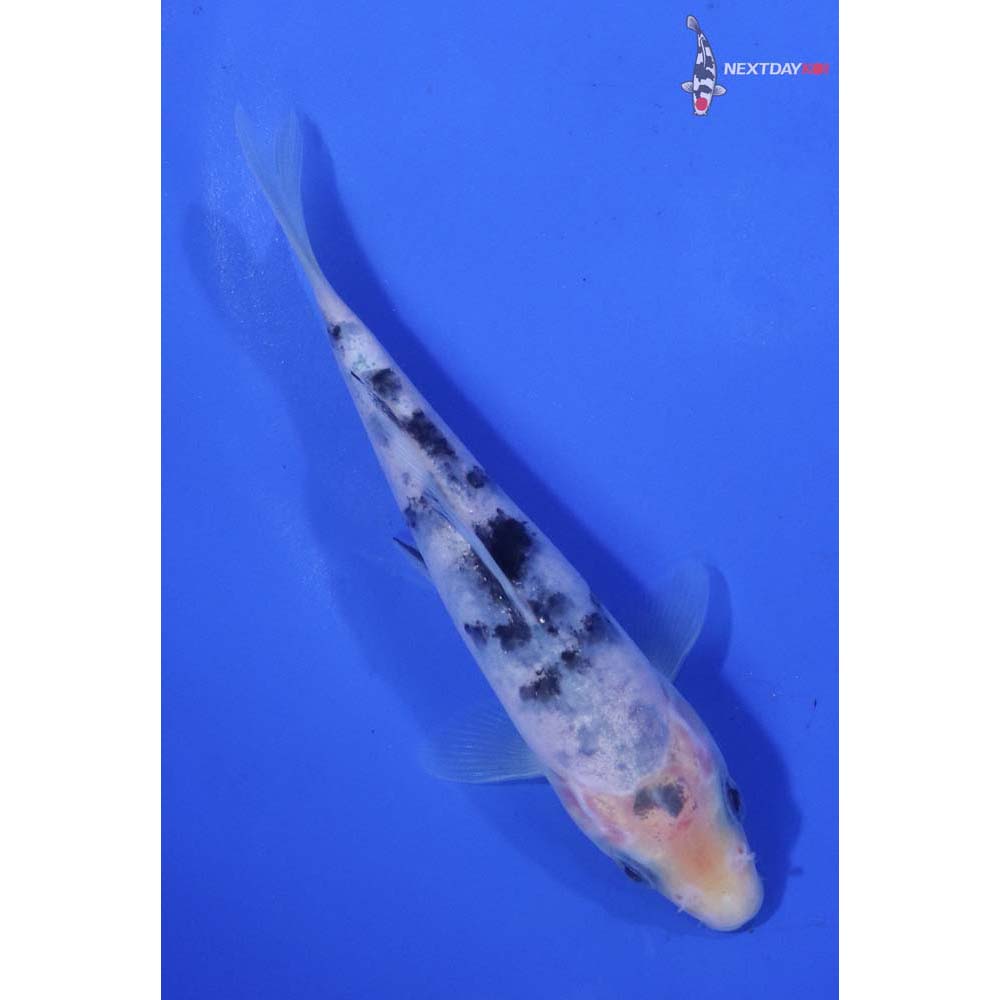 5” Imported Shiro Bekko