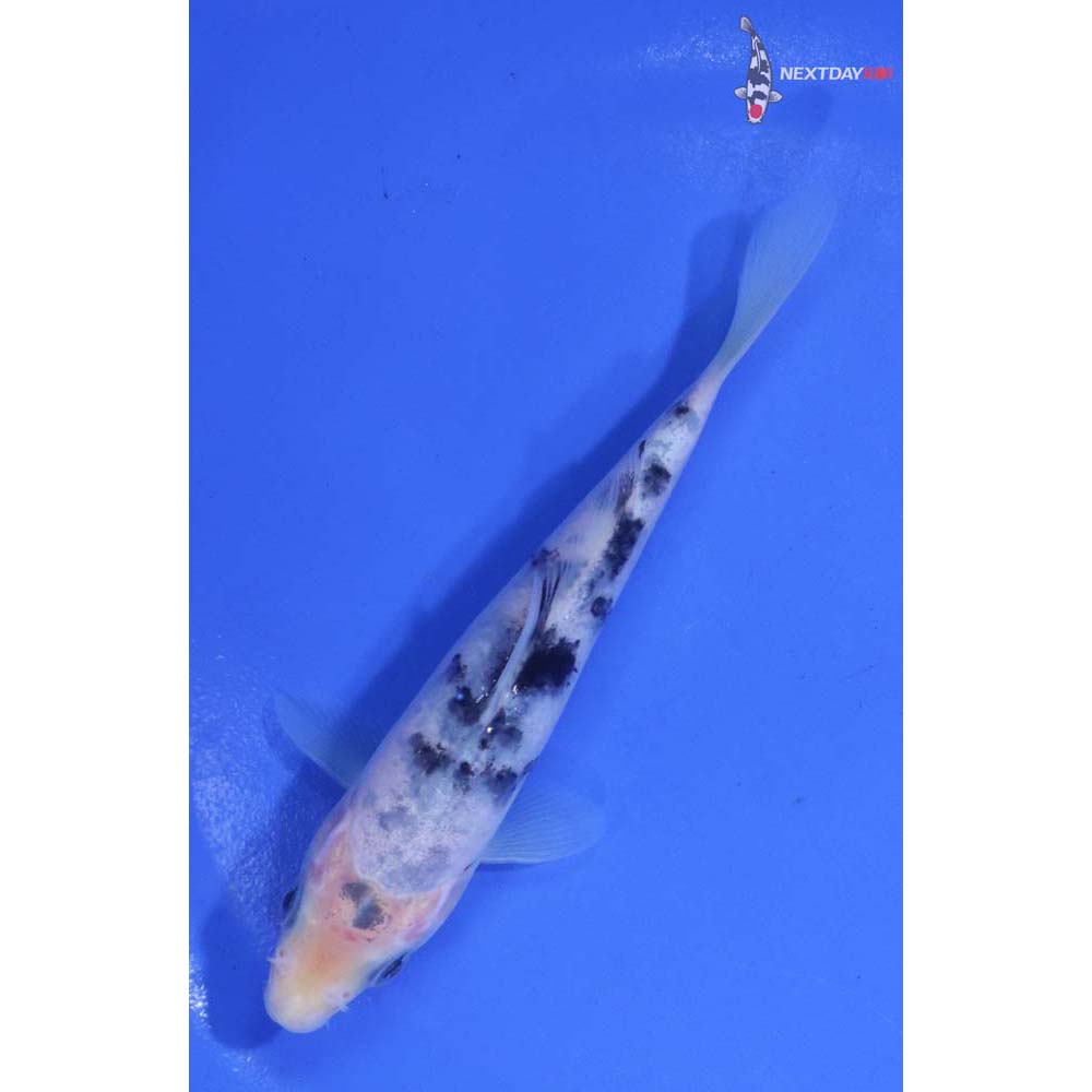 5” Imported Shiro Bekko