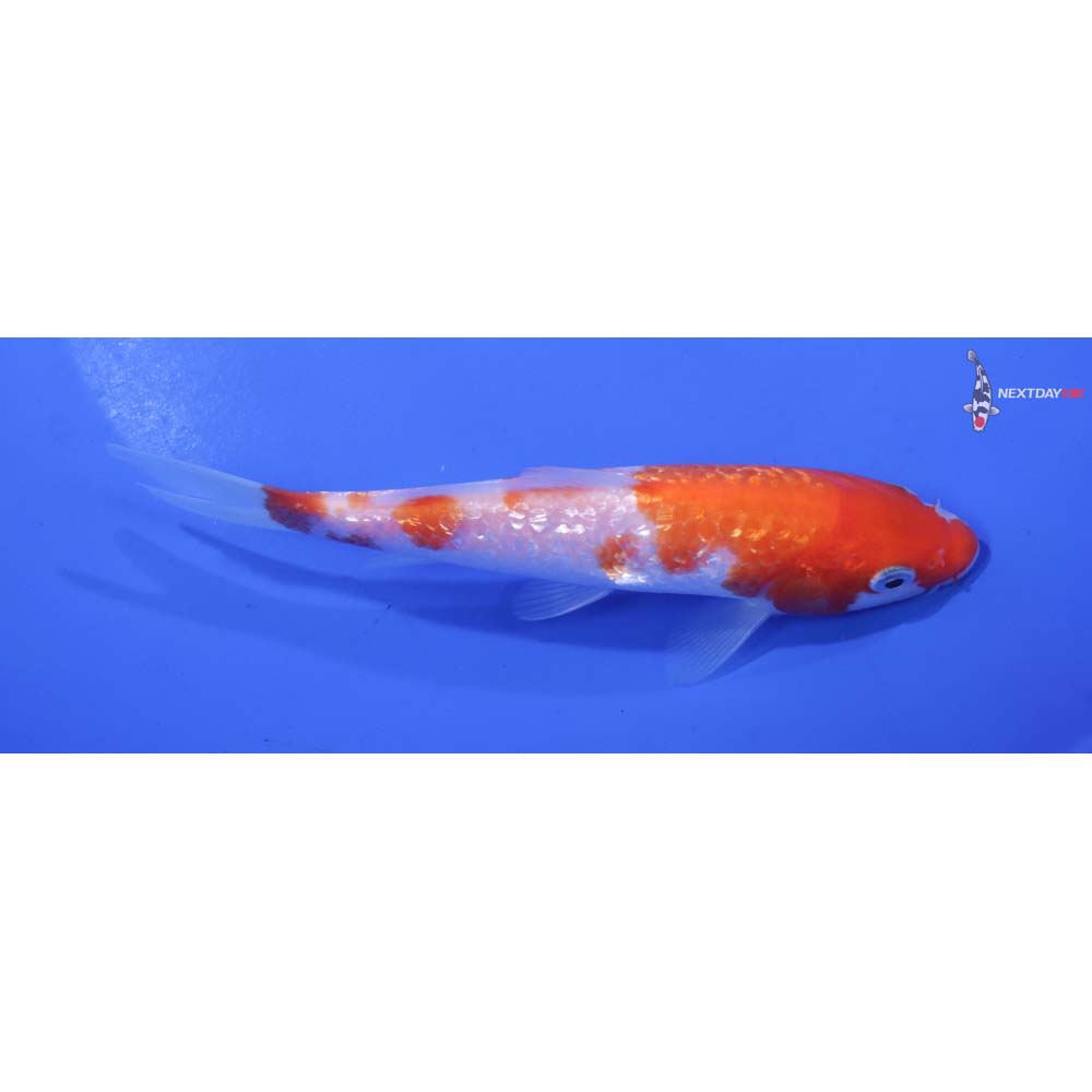 5” Imported Gin Rin Kohaku