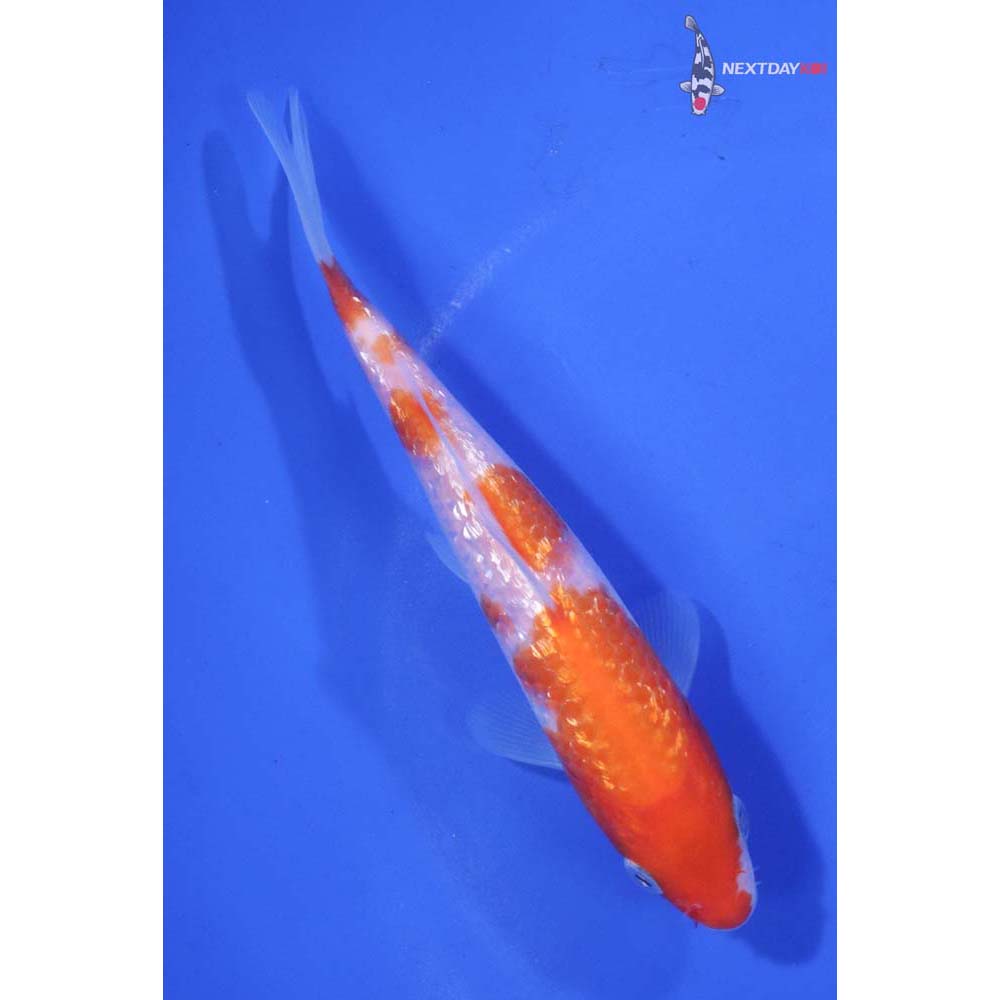 5” Imported Gin Rin Kohaku