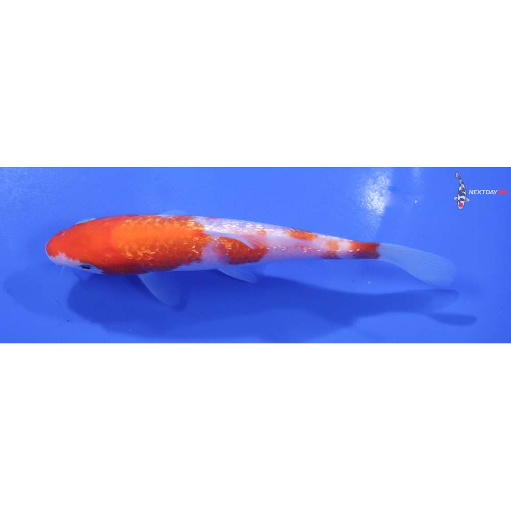 5” Imported Gin Rin Kohaku