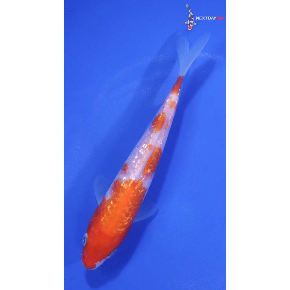 5” Imported Gin Rin Kohaku