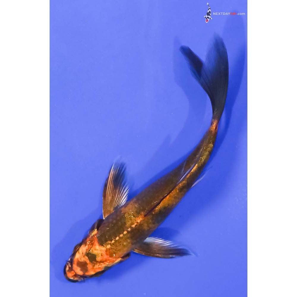 4.5” Imported Kin Hi Utsuri Butterfly Koi