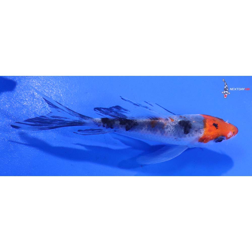 4” Imported Sanke Butterfly Koi