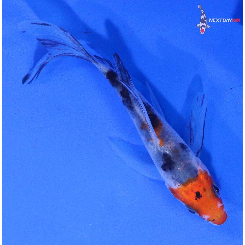 4” Imported Sanke Butterfly Koi