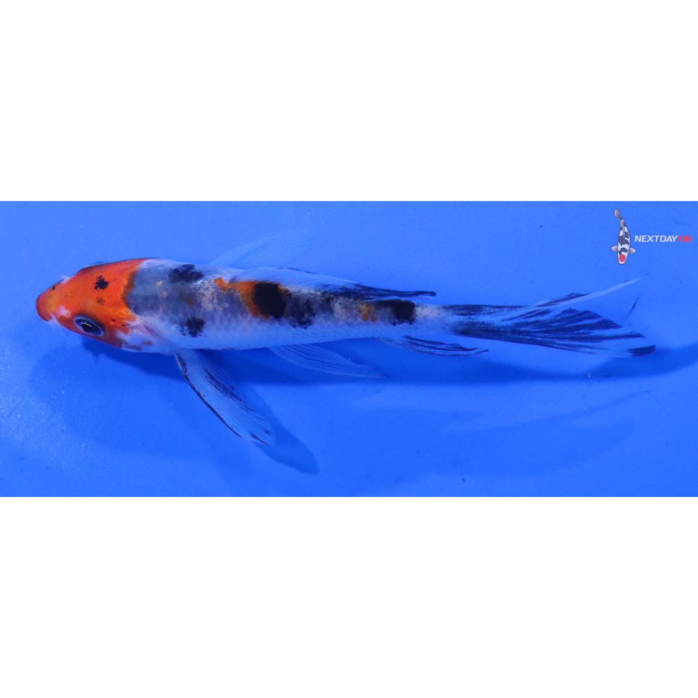 4” Imported Sanke Butterfly Koi